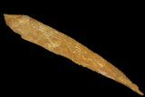 Fossil Shark (Hybodus) Dorsal Spine - Morocco #106549-1